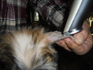 Entretien du chien chinois : oreilles et pelage du nourrisson